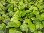 Pepper Plants - ගම්මිරිස් පැළ