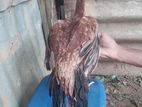 Parrot Beak Rooster