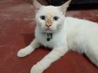 Persian Cat