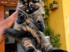 Percian Cat