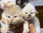 Persian Kittens