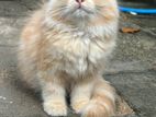 percian cat