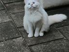 percian cat