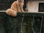 percian cat