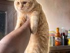 percian cat