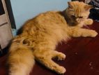 Persian Cat