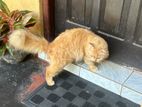 percian cat