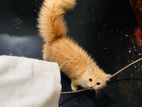 percian cat