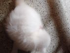 Persian Kitten