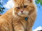 Persian Cat for Crossing