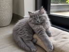 Persian Cat for Crossing