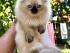Persian Cats
