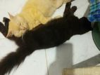 Percian cat