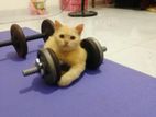 Persian Cat