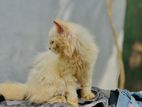 Percian Cat