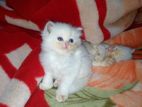 Persian Cat