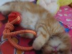 percian cat