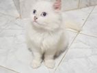 Persian Cat