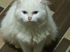 Persian Cat