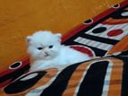 Percian Kitten