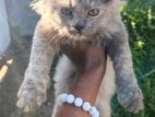 Percian cat