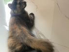 Percian cat