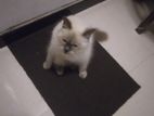 Persian Cat