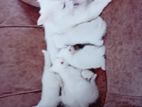 Persian Cat
