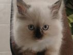 Persian Cat