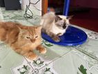 Persian Cat