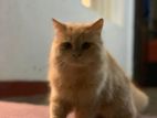 Percian Cat Ginger