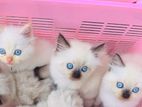Percian Kittens
