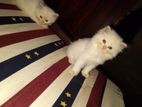 Percian cats