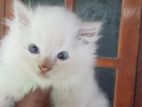 Persian Cats