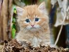 Persian Cat