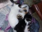 percian cross cats