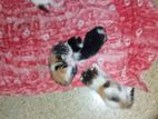 Persian Mix Cats