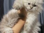 Persian Cat