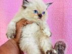 Persian Kitten