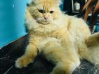 Percian Ginger Cat for Crossing