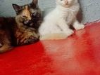 Persian Kittens
