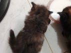 Persian Kitten