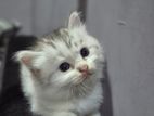 Percian Kitten