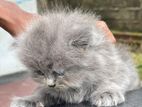 Persian Kitten