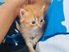 Persian Kitten
