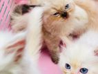 Persian Kitten