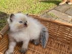 Persian Kittens