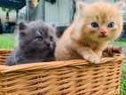 Persian Kittens