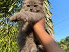 Persian Cat