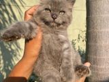 Persian Kittens